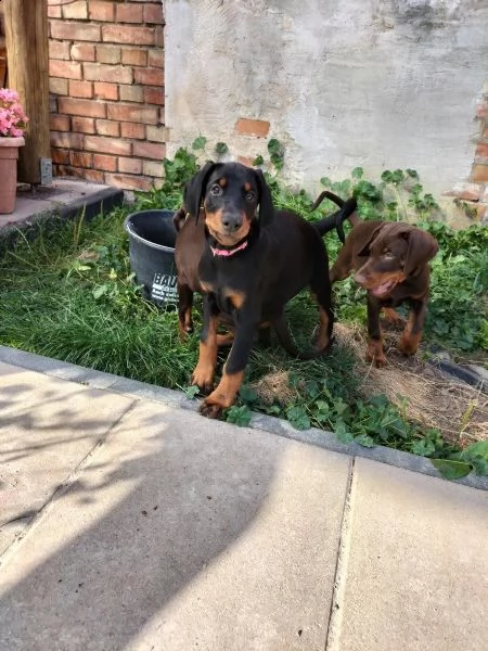 cucciolata di dobermann maschi femmine | Foto 0