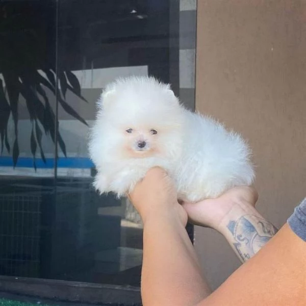 pomerania mini cuccioli