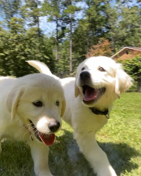 disponibili cuccioli di golden retriever!!!