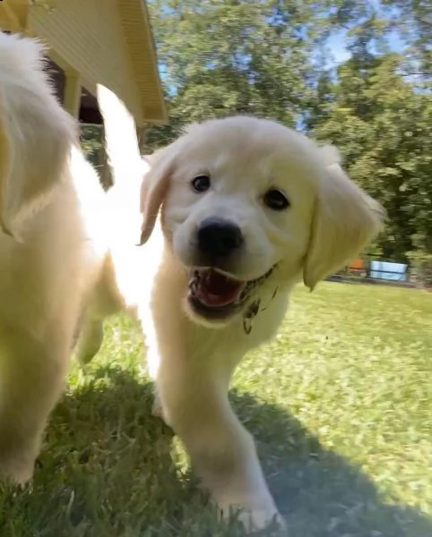 cuccioli maschi di golden retriever!!