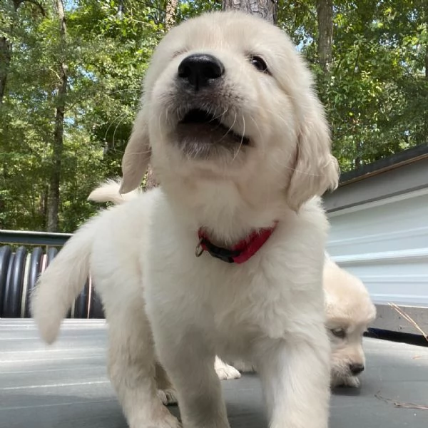 cuccioli di golden retriever 3 mesi!!!