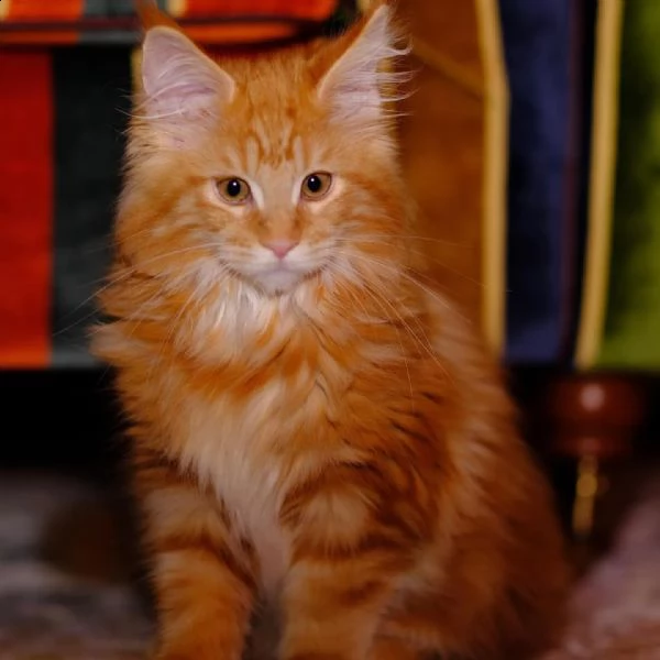 gattini maine coon di razza.