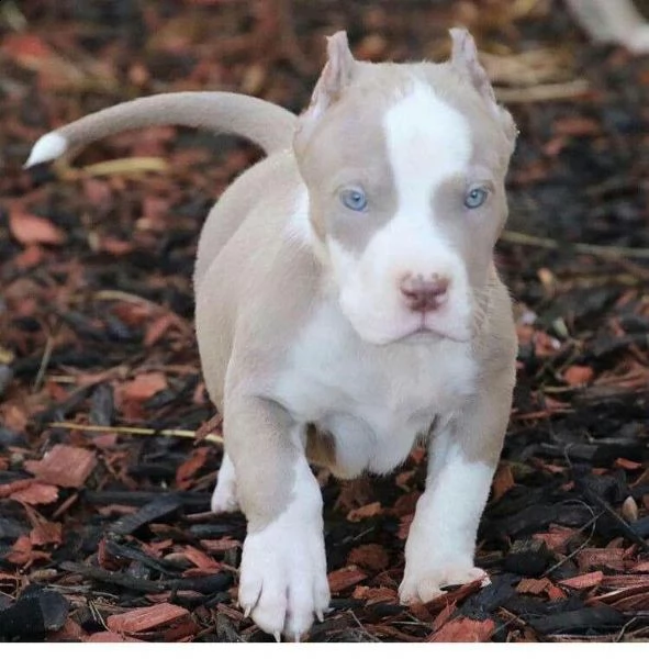  regalo cuccioli di pitbull disponibili 5 splendidi cuccioli di pitbull 3 maschi e 2 femmine... ... 