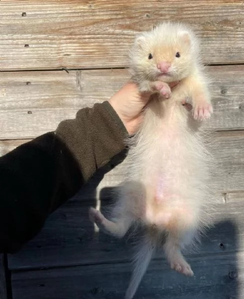 cuccioli di furetti in adozione