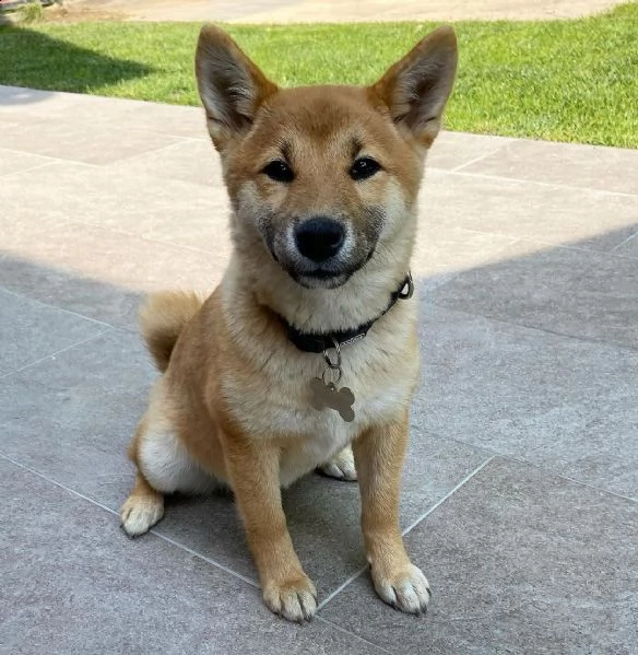 cuccioli di shiba inu in adozione