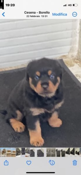 cuccioli rottweiler 