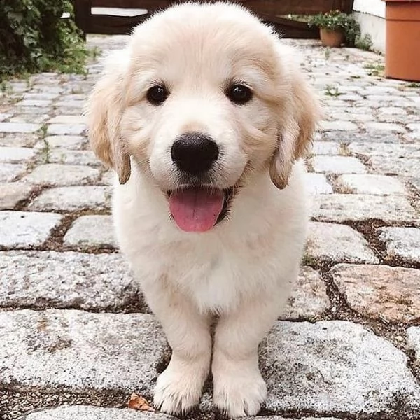 cuccioli maschi di golden retriever!!