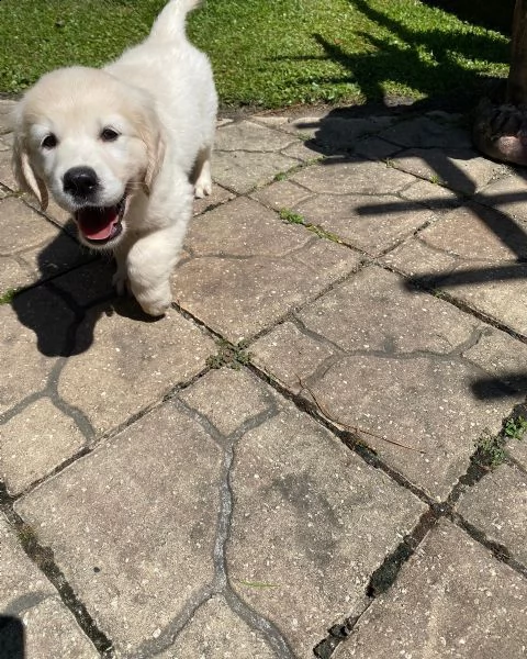 golden retriever cuccioli!!!