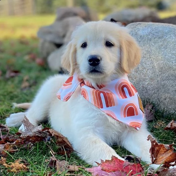 regarlo golden retriever cuccioli