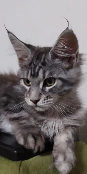 Maine coon cuccioli con pedigree aperto | Foto 3