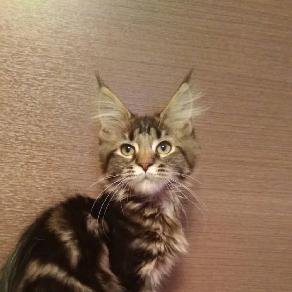 Maine coon cuccioli con pedigree aperto | Foto 1