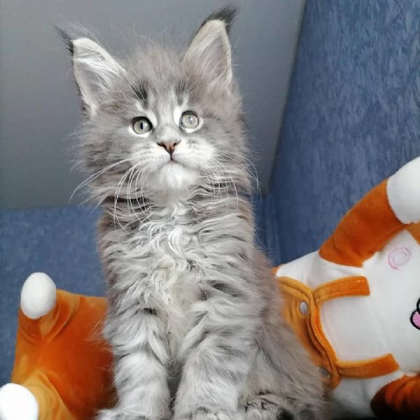 Maine coon cuccioli con pedigree aperto