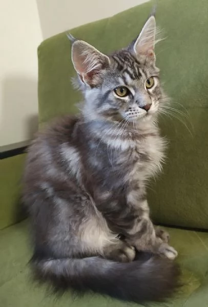 Maine coon cuccioli con pedigree aperto | Foto 0