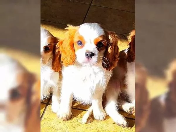 Disponibili cuccioli di cavalier king, maschi e femmine | Foto 5