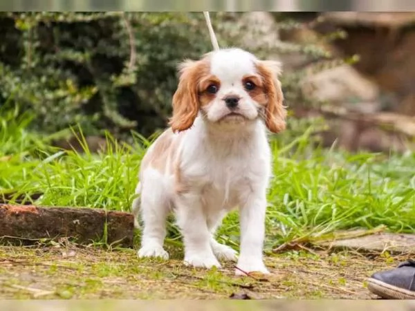 Disponibili cuccioli di cavalier king, maschi e femmine | Foto 4