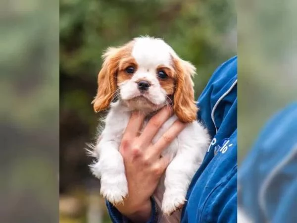 Disponibili cuccioli di cavalier king, maschi e femmine | Foto 3