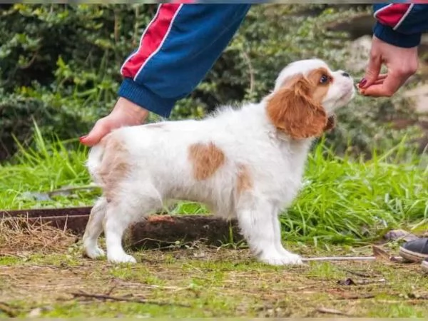 Disponibili cuccioli di cavalier king, maschi e femmine | Foto 2