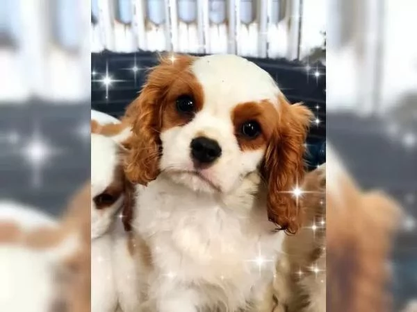 Disponibili cuccioli di cavalier king, maschi e femmine | Foto 1