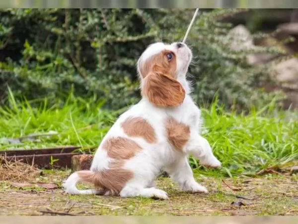 Disponibili cuccioli di cavalier king, maschi e femmine | Foto 0