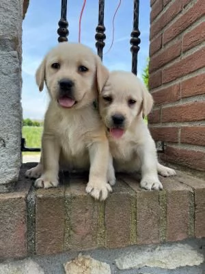 Labrador retriever cucciole bionde | Foto 1