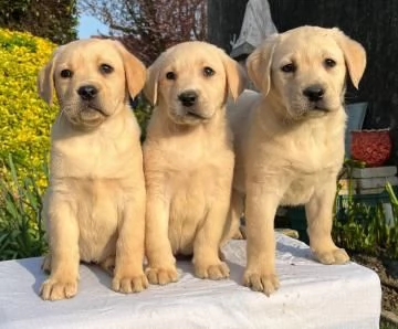 Labrador retriever cucciole bionde | Foto 0