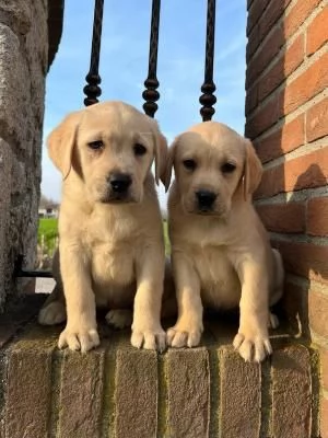 Labrador retriever cucciole bionde