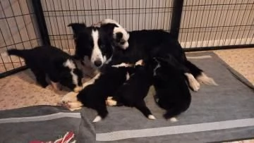 Cuccioli di Border collie