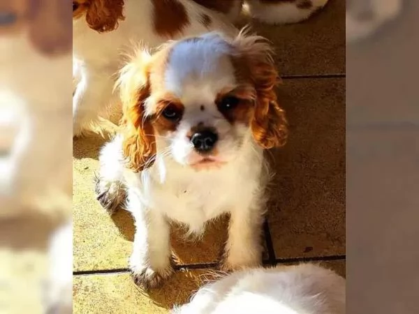 Cavalier King Cucciolo | Foto 4