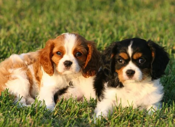 Cavalier King Cucciolo