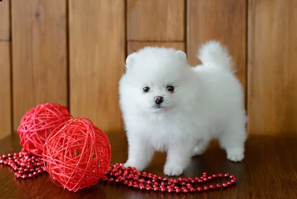 cuccioli di volpino pomerania in adozione