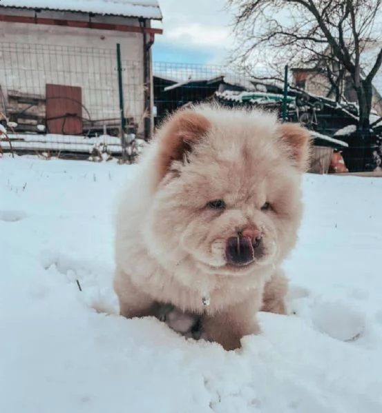  vendo cuccioli di chow chow molto giocherelloni