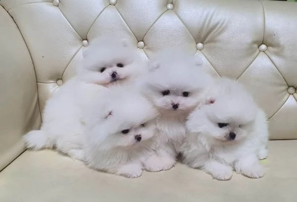 cuccioli di pomerania disponibili wasap +33 7 53 15 05 21