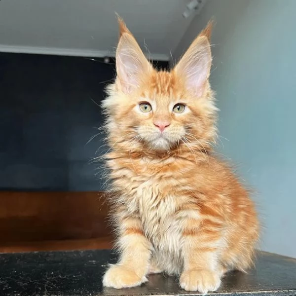 maine coons gatos | Foto 5