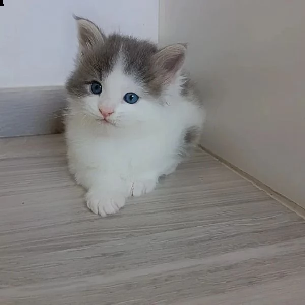 maine coons gatos