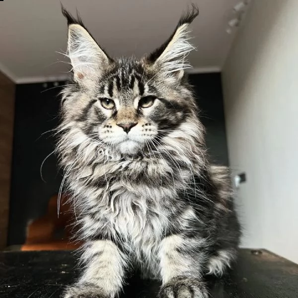 gattini maine coons 