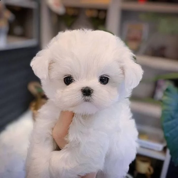 maltesi cuccioli tutti bianchi | Foto 0