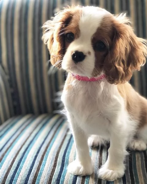 cuccioli di cavalier king in adozione