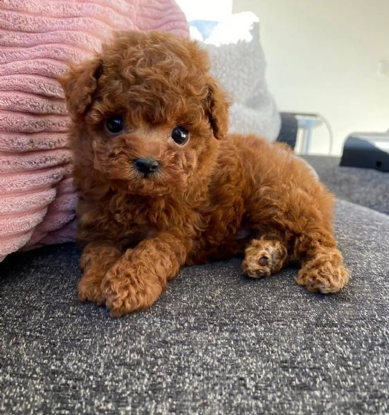 cuccioli di cane barboncino toy | Foto 0