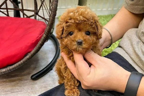 cuccioli di barboncino taglia toy