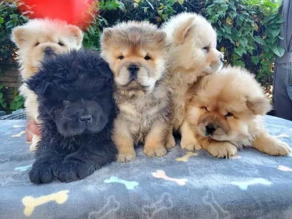 cuccioli di razza e tipici chow chow