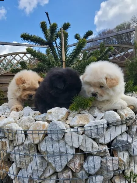 cuccioli di razza e tipici chow chow | Foto 3