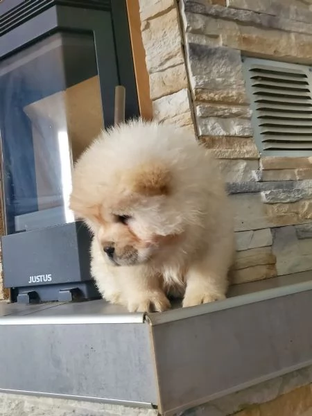 cuccioli di razza e tipici chow chow | Foto 2