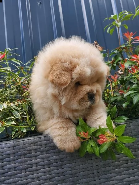 cuccioli di razza e tipici chow chow | Foto 1