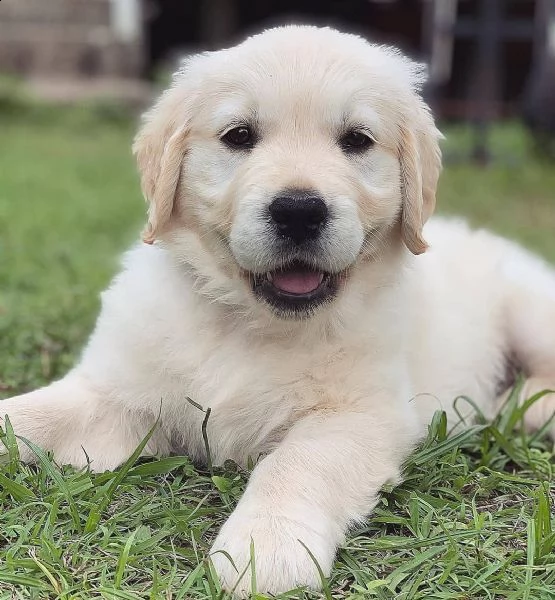 cuccioli di golden retriever