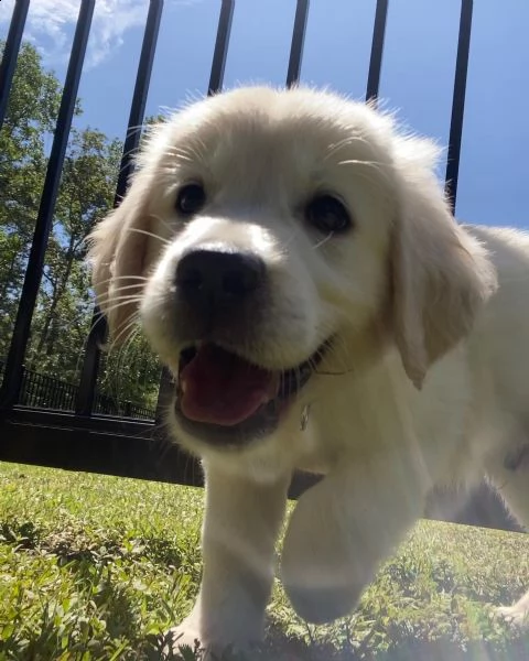 cuccioli golden retriever!!!