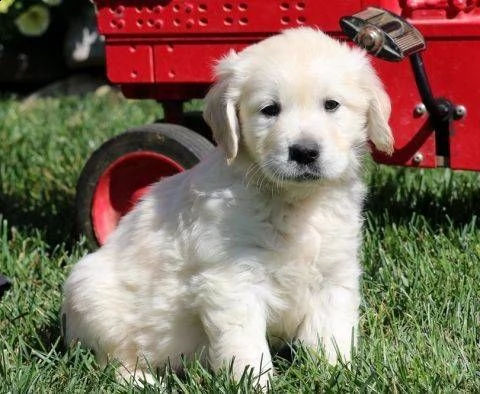 cuccioli di golden retriever bianchi