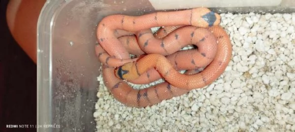 serpente del latte honduregno | Foto 0