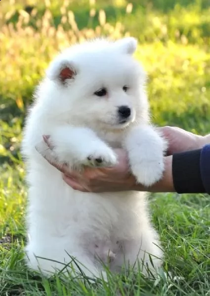 cuccioli di samoiedo maschio e femmina | Foto 2