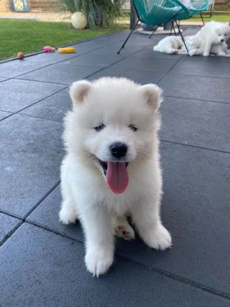 cuccioli di samoiedo maschio e femmina | Foto 1