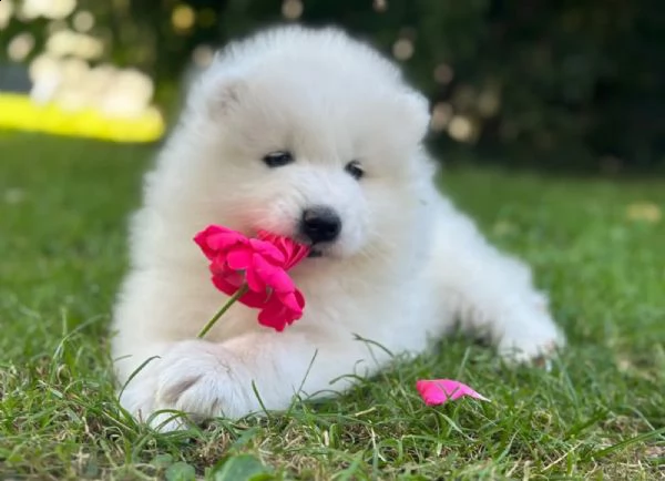 cuccioli di samoiedo maschio e femmina | Foto 0